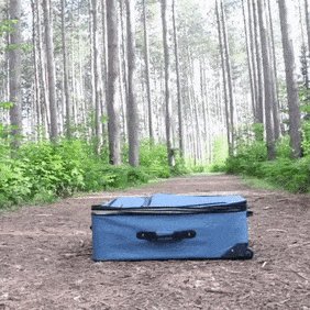 Dog Travel GIF