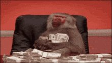 mono con dinero