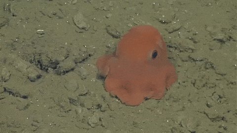 Octopus GIF