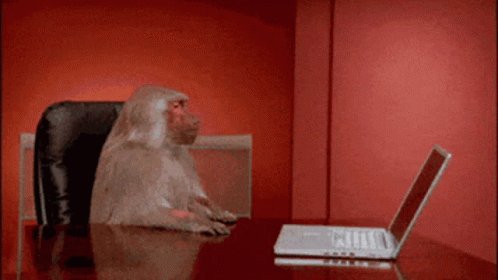 Monkey GIF