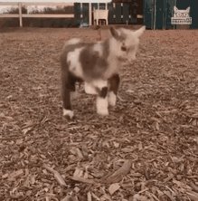 Jumping Kid Baby Goat GIF