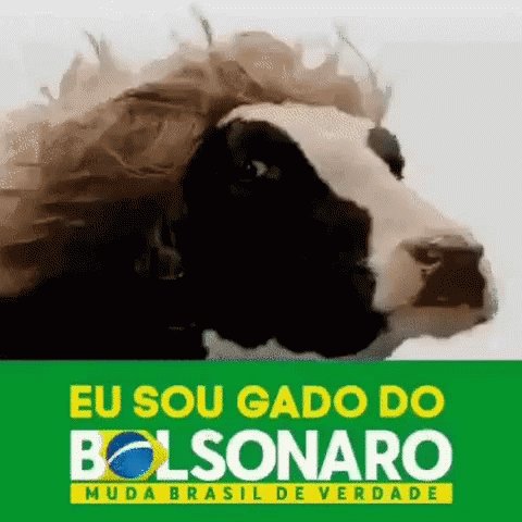 Gado Bolsonaro GIF