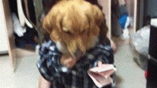 Dog Money GIF