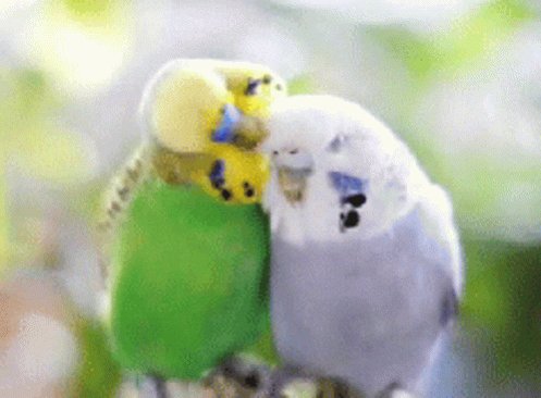Parakeets Birds GIF