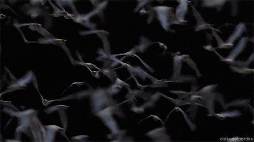 bat GIF