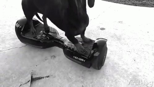 Dog Turning Around Hoverboa...