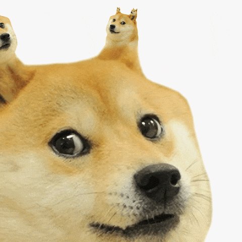 Shiba Inu Wow GIF by Feliks...