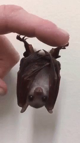 Adorable Animals Cute GIF