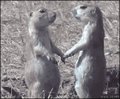 prairie dog kiss GIF