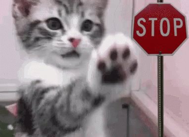 Stop Funny Animal GIF