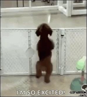 Dog Dancing Dance GIF