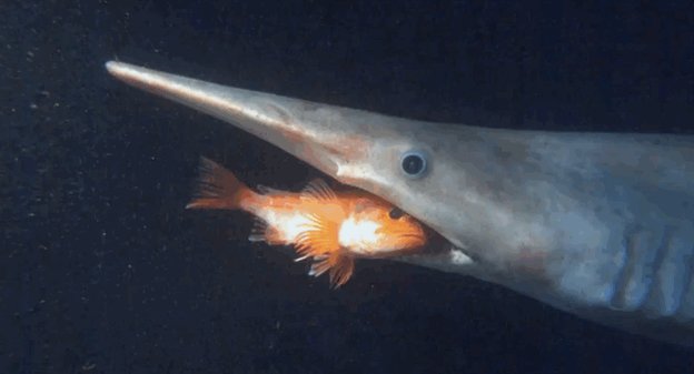 ミツクリザメのtwitterイラスト検索結果