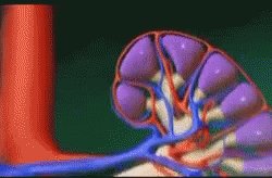 Kidney GIF