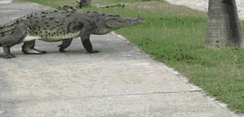 Aligator Escape GIF