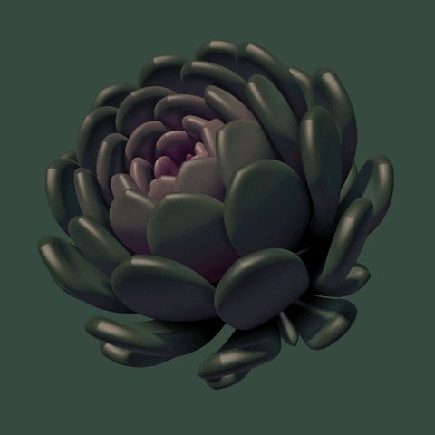 Эхеверия fleur Blanc