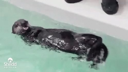 Nice GIF