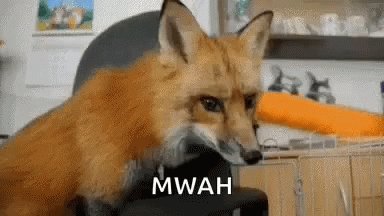 Fox Animals GIF