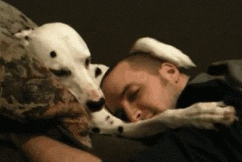 pet hug GIF