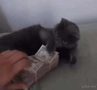 Gato Fajo De Billetes No Se Toca GIF