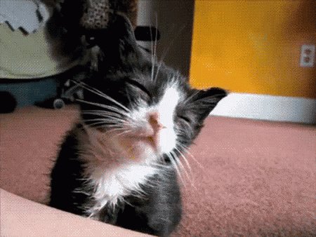 Kitty Kitten GIF