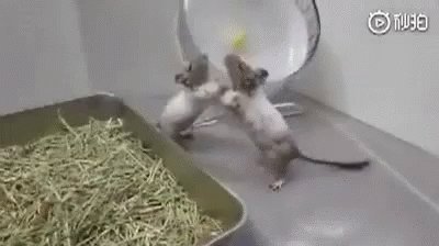 Rat GIF