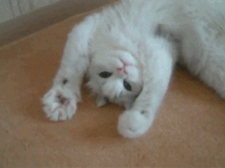 white cat hello GIF