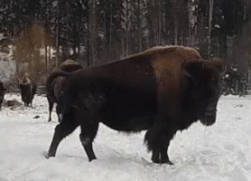Buffalo GIF