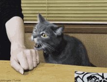 Cat Pussy GIF