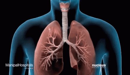 3D animation of lung anatom...