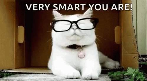 Cats In Glasses Smart Cat GIF