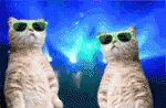 Catrave GIF