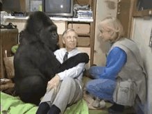 Koko Mr Rogers GIF