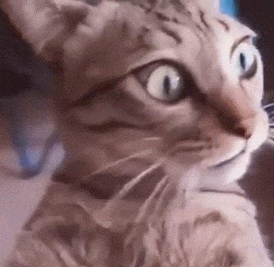 cat please GIF