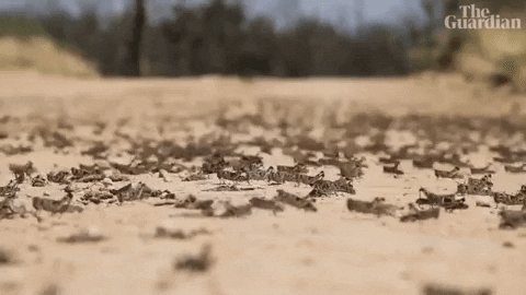 Bugs Insects GIF by guardian