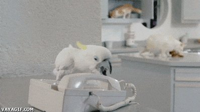 cockatoo hello GIF