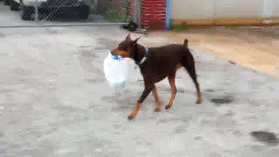 dogs shopping GIF by Cheezburger