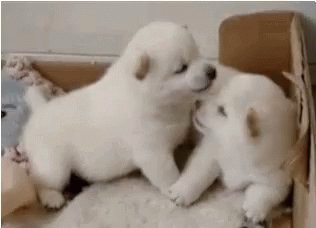 Puppy Play GIF