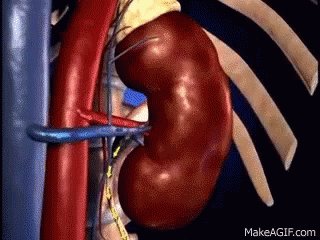 3D animation of a kidney showing how it is connected to vess