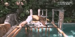 出身 イッテq 加瀬