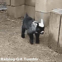 goat fail GIF