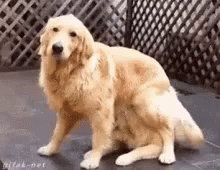 Surprise Dog GIF