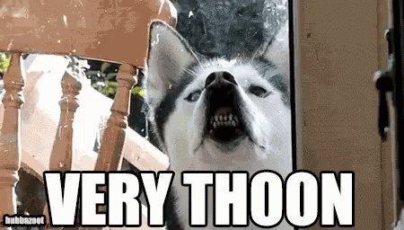 Dog Husky GIF