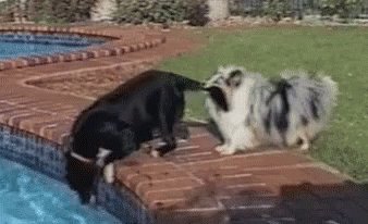 Dog Teamwork - Teamwork GIF