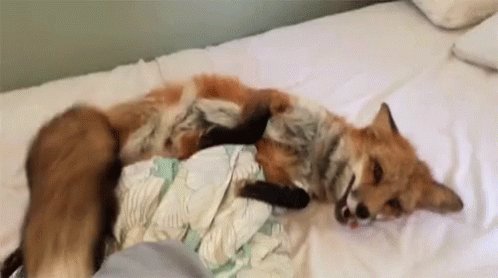 Funny Animals Cute Fox GIF