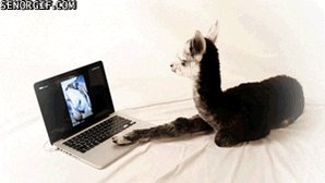 Llamas on computers are cute! But kindergarteners on them are even cuter! It's #GivingTuesday with a game for you!
Get a chance to win 💵 $30 with a $2⃣digit sprinkle Help an #urban classroom with their Makerspace
#TwitterPhilanthropy #TwitterFriends https://t.co/a536Awet2T https://t.co/ErPMSFqvse