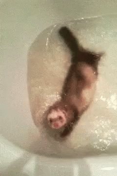 Ferret Swimming GIF