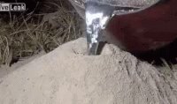 Anthill Aluminum GIF