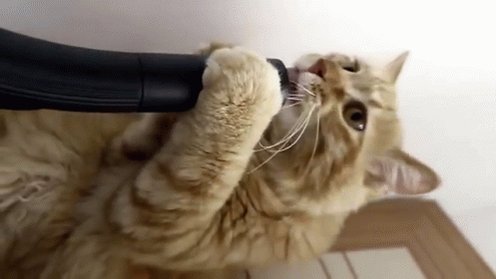 Stupid Vacum, Trying To Suck Up My Face GIF