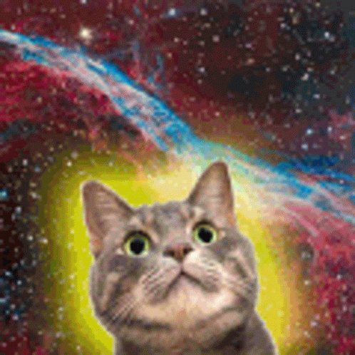 Space Kitten GIF