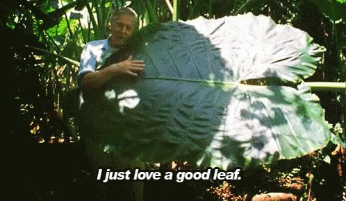 I Just Love A Good Leaf GIF